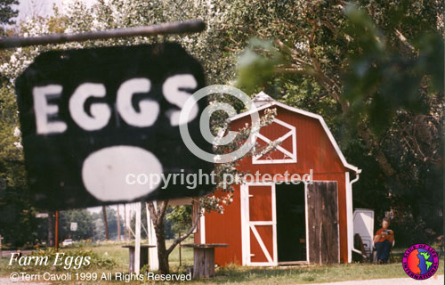 11.-Farm-and-Eggs